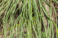 Asphodeline liburnica