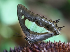 Polyura athamas