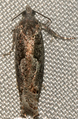 Pseudexentera mali