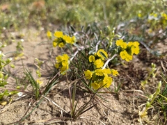 Alyssum montanum gmelinii