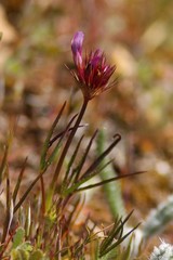 Trifolium willdenovii