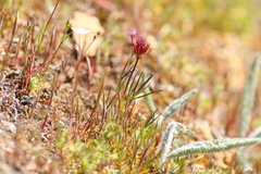 Trifolium willdenovii