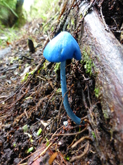 Entoloma hochstetteri