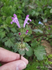 Lamium amplexicaule