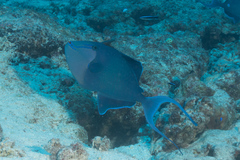 Odonus niger