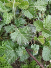 Lamium amplexicaule