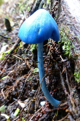 Entoloma hochstetteri