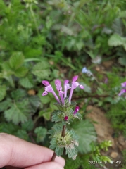 Lamium amplexicaule
