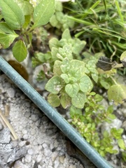 Parietaria floridana