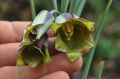 Fritillaria