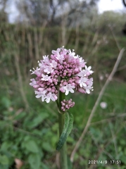 Valeriana