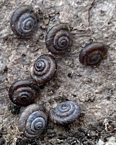 rock snail