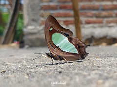 Polyura hebe
