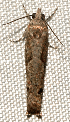 Pseudexentera mali