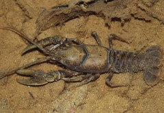 Cambarus theepiensis
