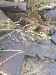 Chrysopogon serrulatus