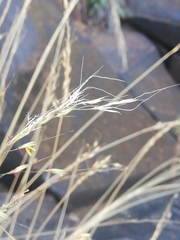 Chrysopogon serrulatus