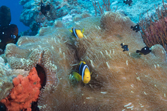 Amphiprion chrysopterus