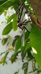 Protographium epidaus epidaus
