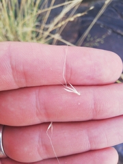 Chrysopogon serrulatus