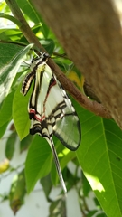Protographium epidaus epidaus