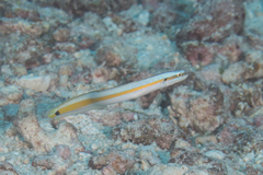 Gunnellichthys curiosus