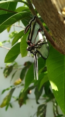 Protographium epidaus epidaus
