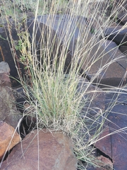 Chrysopogon serrulatus
