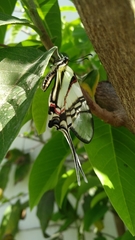 Protographium epidaus epidaus