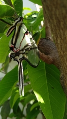 Protographium epidaus epidaus