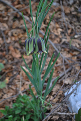 Fritillaria