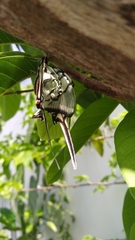 Protographium epidaus epidaus