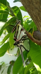 Protographium epidaus epidaus