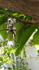 Protographium epidaus epidaus