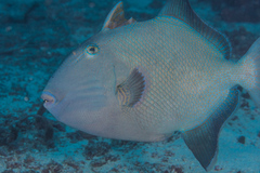 Pseudobalistes fuscus