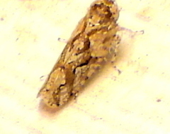 Dixianus utahnus