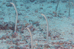 Gorgasia maculata