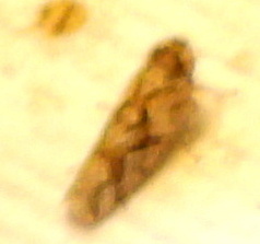 Dixianus utahnus