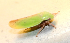 Ponana