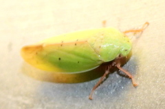 Ponana