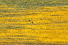 Vulpes macrotis mutica