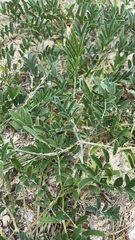 Tephrosia cinerea