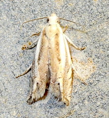 Eucosma pallidicostana