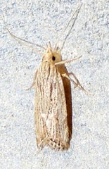 Helcystogramma chambersella