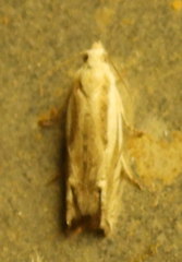 Eucosma pallidicostana