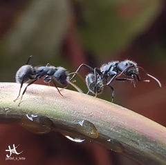 Camponotus