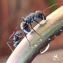 Camponotus