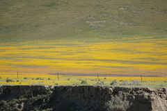 Vulpes macrotis mutica