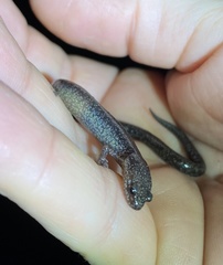 Plethodon electromorphus