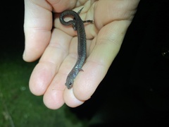 Plethodon electromorphus